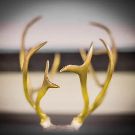 Hotelli Lapland Tampere